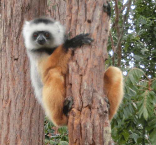 Sifaka Diadema